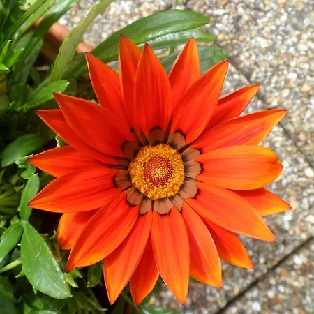 Гостевой дом Rosslare Only