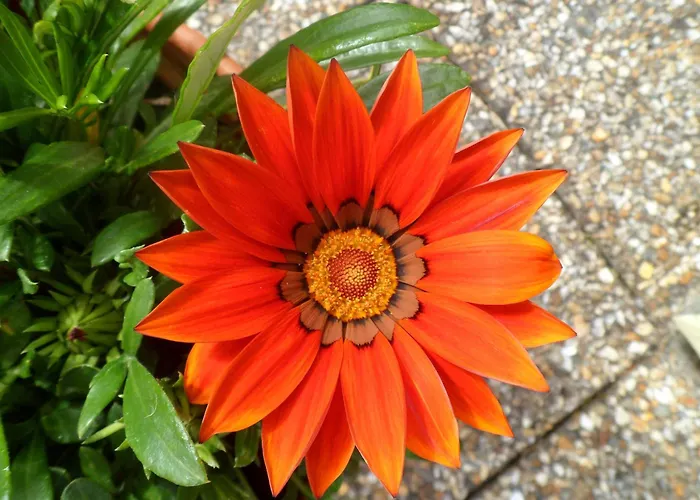 Гостевой дом Rosslare Only